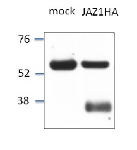 JAZ1 | Jasmonate ZIM-domain protein 1  in the group Antibodies Plant/Algal  / Hormones / Jasmonates at Agrisera AB (Antibodies for research) (AS13 2648)